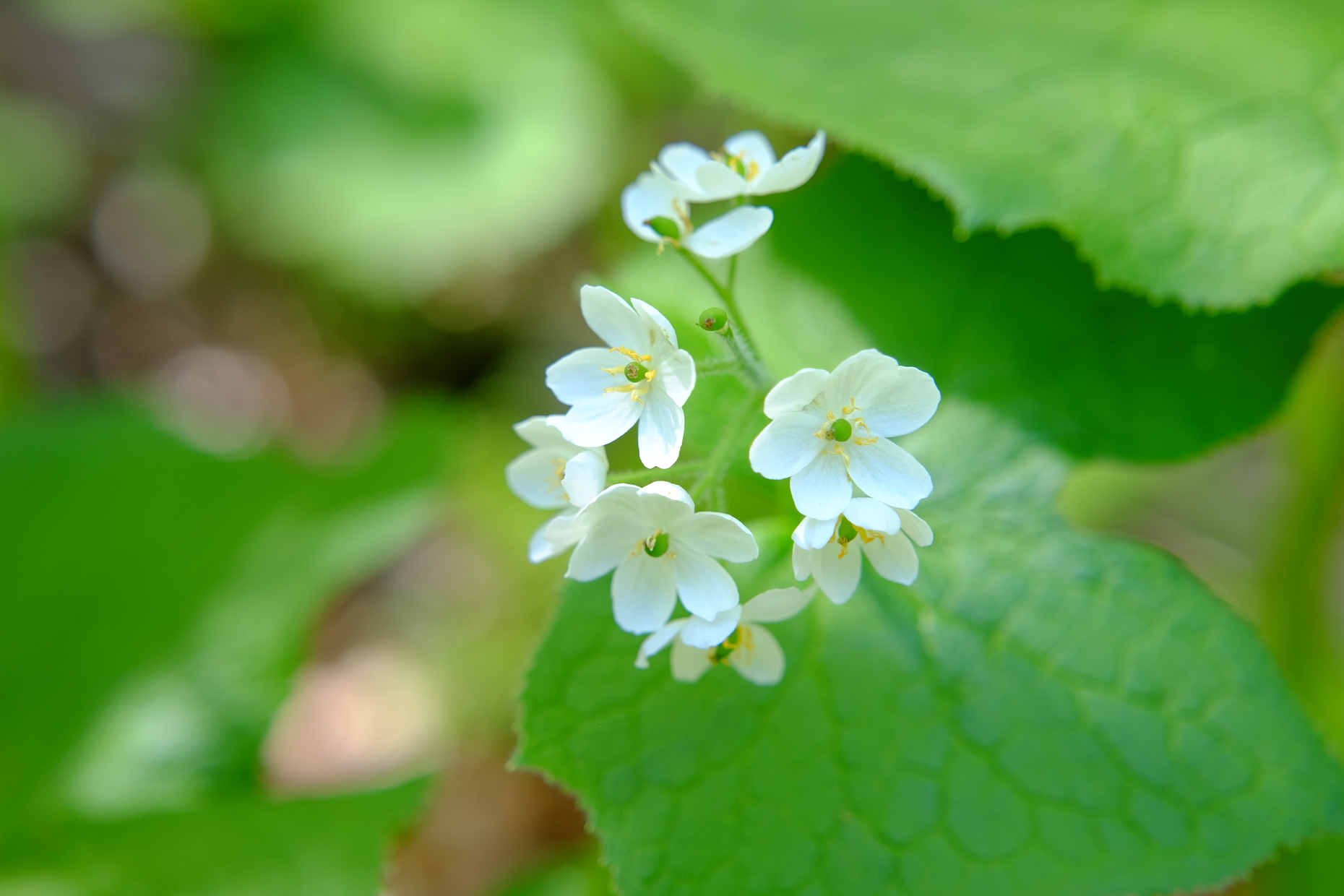 White flowers on green leaves