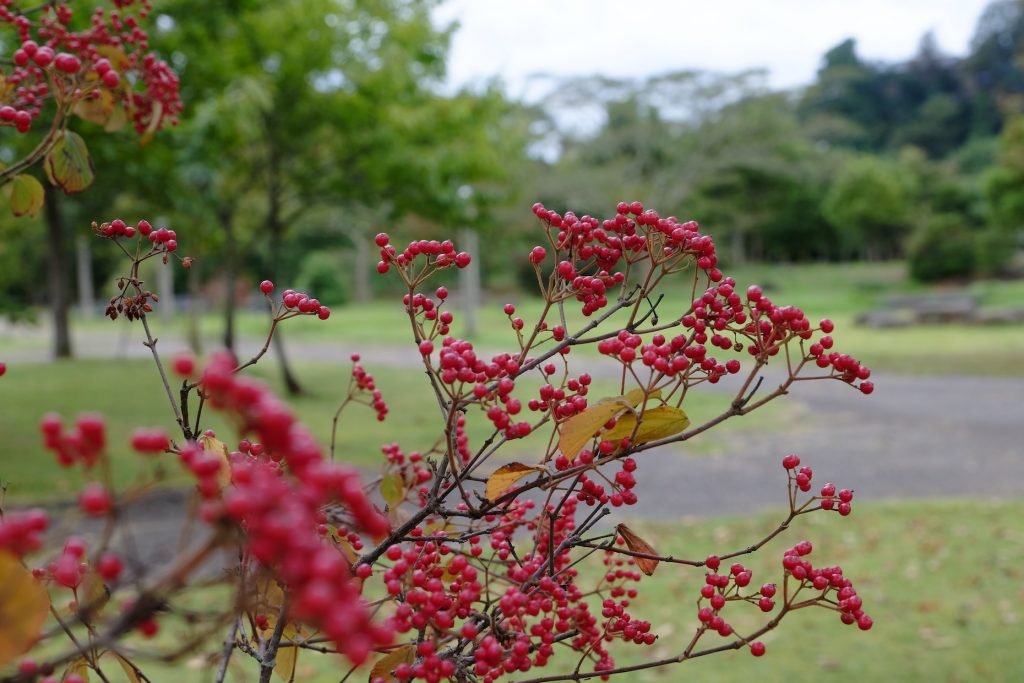 Red berries in front of green woods