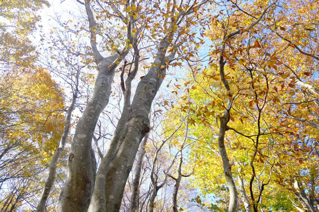 Beech tree forest Iouzen