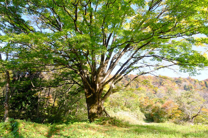 Mount Iouzen holy tree