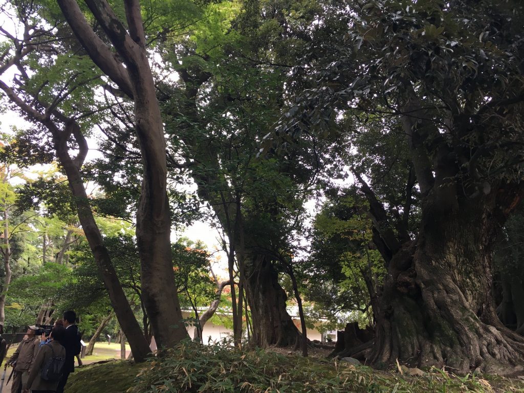 Forest bathing in the city