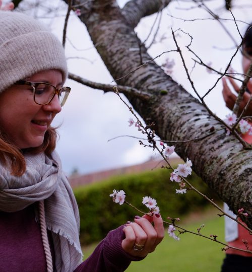 Discovering cherry blossoms